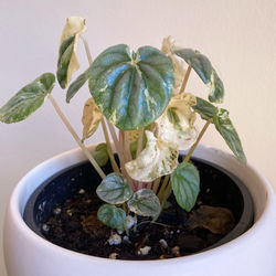 High angle view of potted plant on table