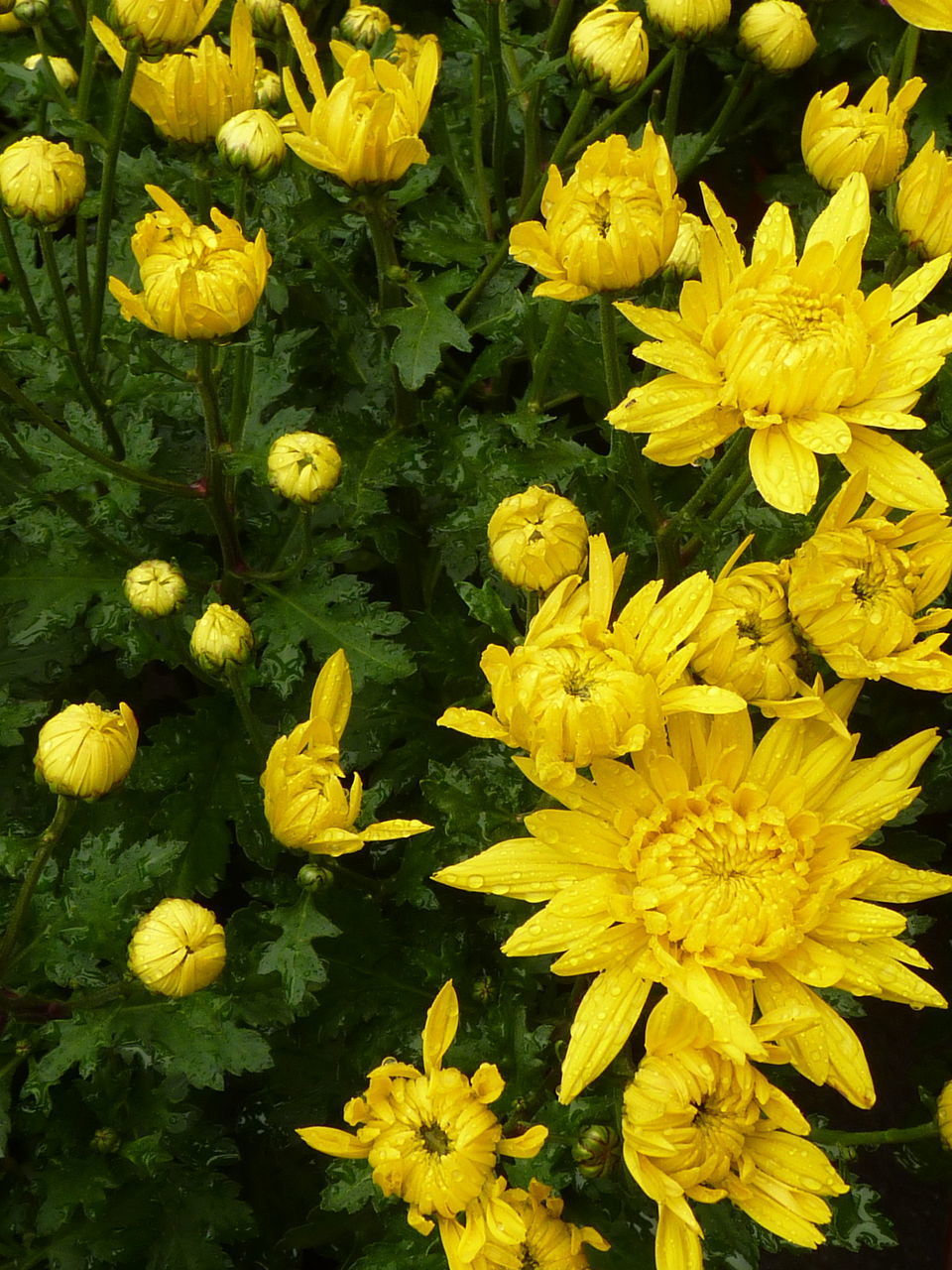 CLOSE-UP OF YELLOW FLOWERS