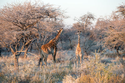 View of giraffe on landscape