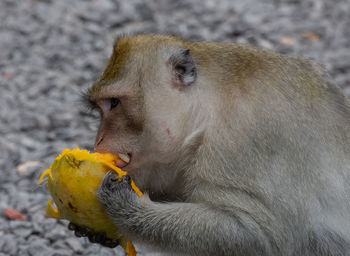 Close-up of monkey eating fruit