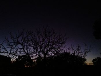 Silhouette of bare tree against clear sky at night