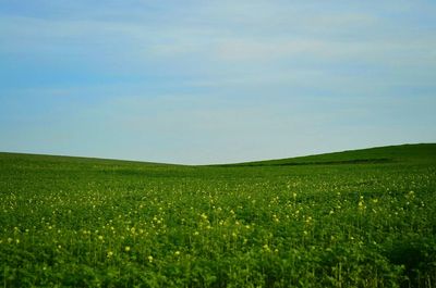 Scenic view of field against sky