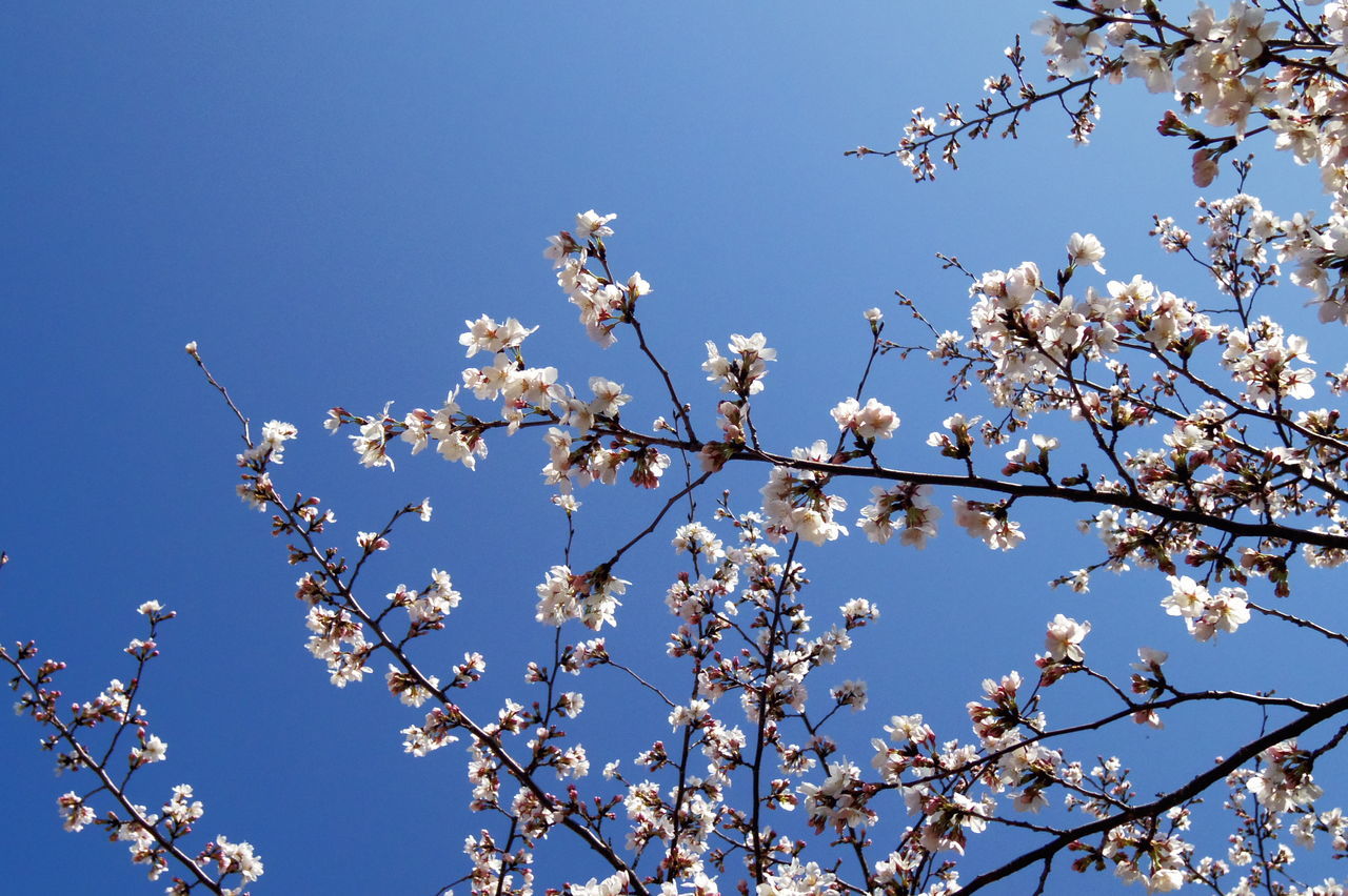 flower, low angle view, branch, clear sky, freshness, tree, growth, beauty in nature, fragility, blossom, blue, nature, cherry blossom, cherry tree, blooming, in bloom, twig, springtime, sky, high section