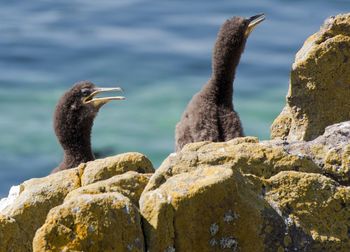 Birds perching on rock