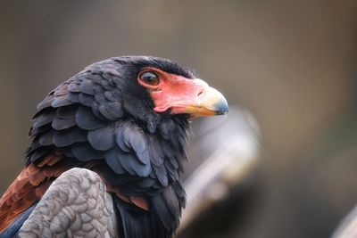 Close-up of a gaukler 