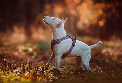 Dog looking away on field