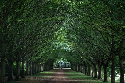 Footpath amidst trees in park