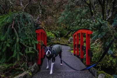 Dog in park