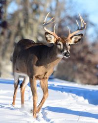 Close-up of deer standing on snow