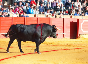 Bull walking on land in bullring