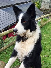 Close-up of dog on grass