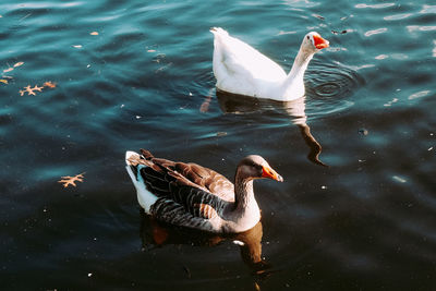 High angle view of duck swimming in lake