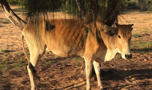 Side view of cow standing on field