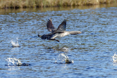 Loon flying over lake