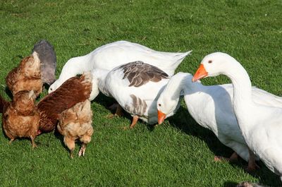 Close-up of swan on field