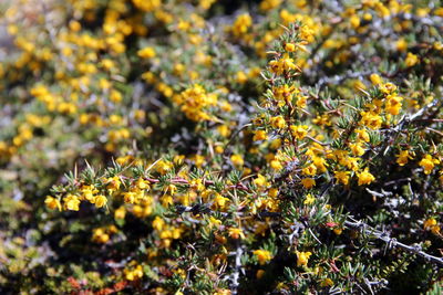 Close-up of yellow flowering plant on field