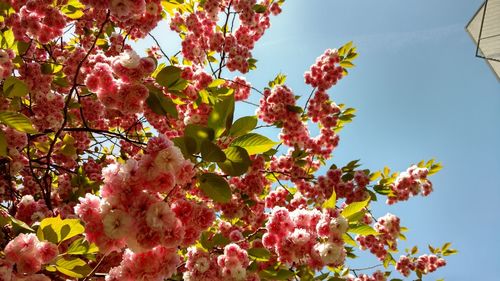 Low angle view of pink cherry blossoms against sky