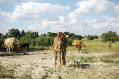 Cows on field against sky