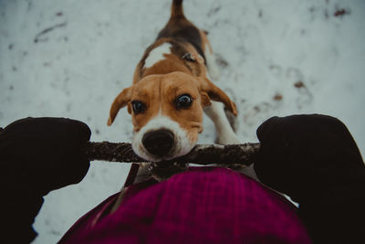 Close-up portrait of dog on floor