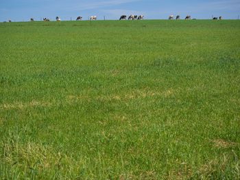 Trees on grassy field