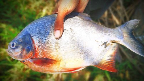 Close-up of hand holding fish