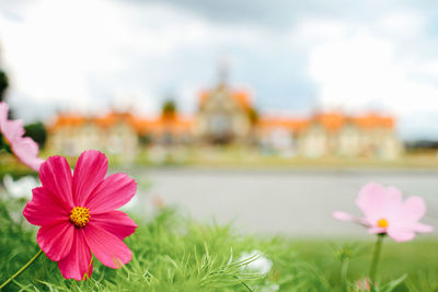 Close-up of pink cosmos flowers blooming against sky