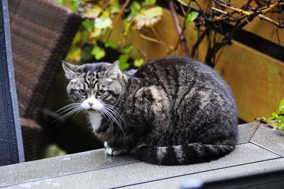 Close-up portrait of cat sitting outdoors