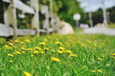 Close-up of yellow flowering plants on field