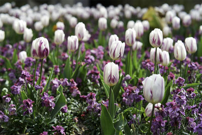 Close-up of purple crocus and tulips