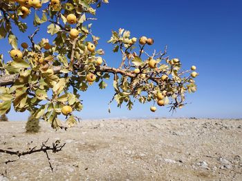 View of flowering plant against clear sky