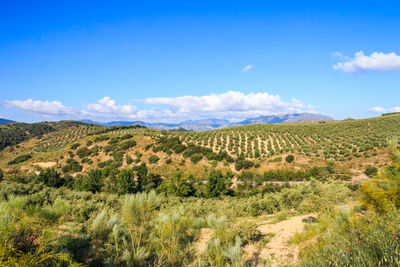 Scenic view of landscape against sky