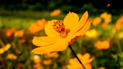 Close-up of yellow cosmos flower