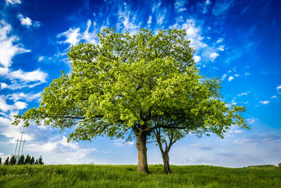 Low angle view of trees on field against blue sky