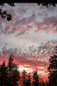 Low angle view of silhouette trees against sky during sunset