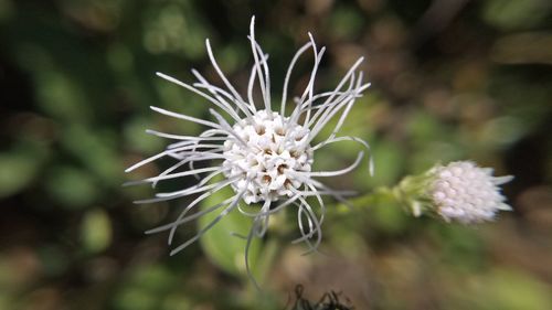 Close-up of white flowering plant on field