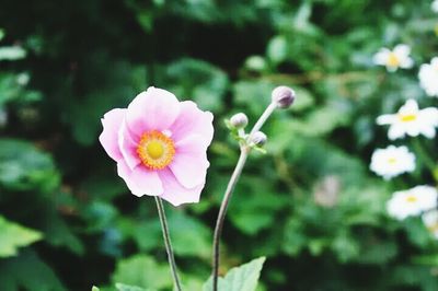 Close-up of pink flower