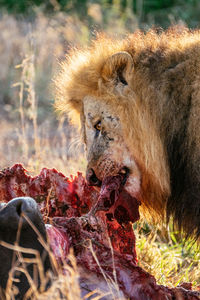 Lion eating food