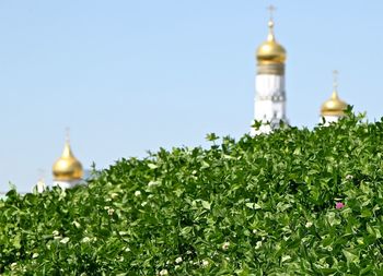 Plants growing outside building against clear sky