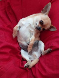 High angle view of dog resting on sofa