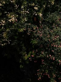 Plant growing on a tree