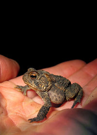 Close-up of lizard