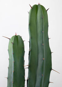 Close-up of cactus growing against white background