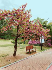 View of cherry blossom tree in park