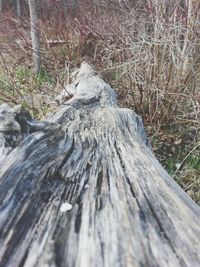 Close-up of log in forest