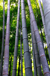 Low angle view of bamboo trees in forest