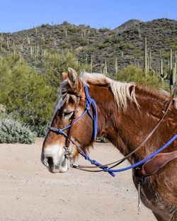 Horseback riding in the desert