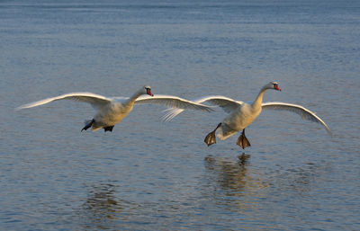 Two swans flying over the water before landing