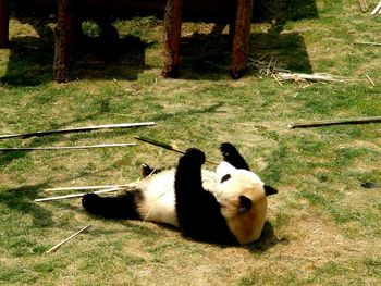 Cat relaxing on grassy field