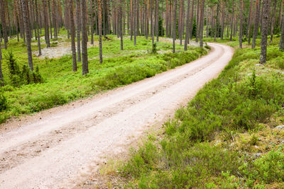 Gravel road in the forest