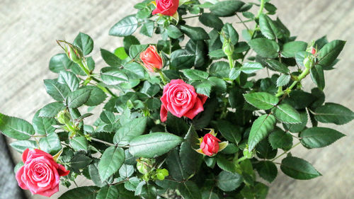 Close-up of red flowers